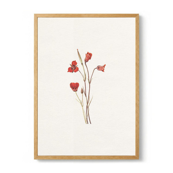 Delicate Red Blooms by Wild Violets