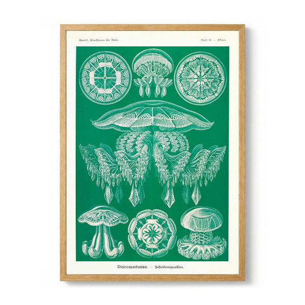 Discomedusae Green Jellyfish door Ernst Haeckel with borders