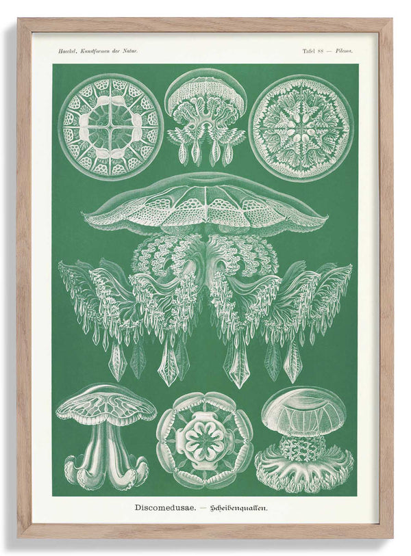 Discomedusae Green Jellyfish door Ernst Haeckel with borders