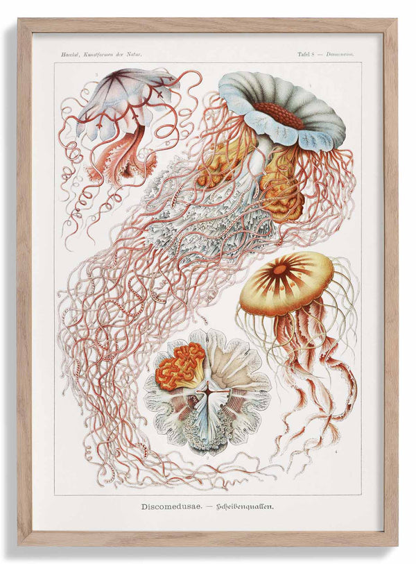 Discomedusae III by Ernst Haeckel