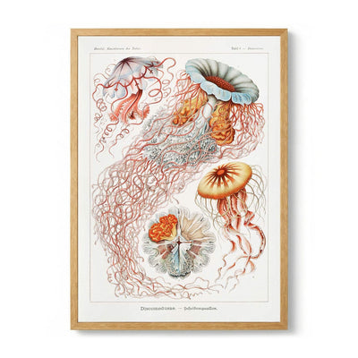 Discomedusae III von Ernst Haeckel