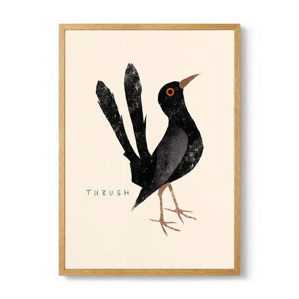 Elegant Black Thrush by Josephin Hermsdorf