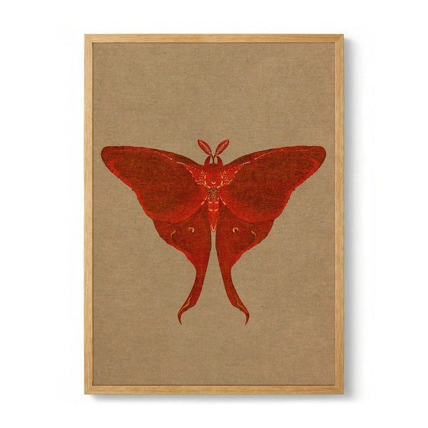 Elegant Red Moth by Josie George