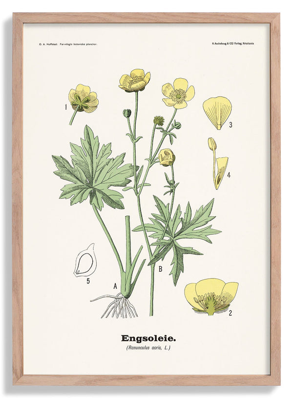 Engsoleie - Ranunculus acris, L. von  Olaf Alfred Hoffstad