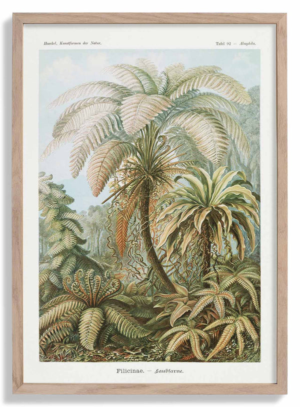 Filicinae Palm Tree von Ernst Haeckel