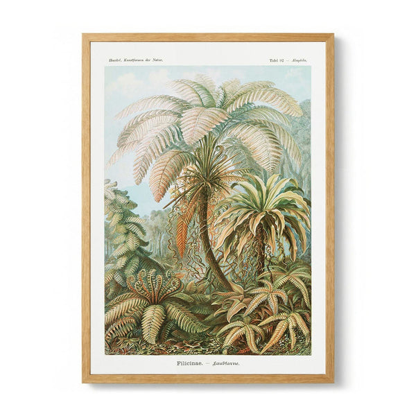 Filicinae Palm Tree door Ernst Haeckel
