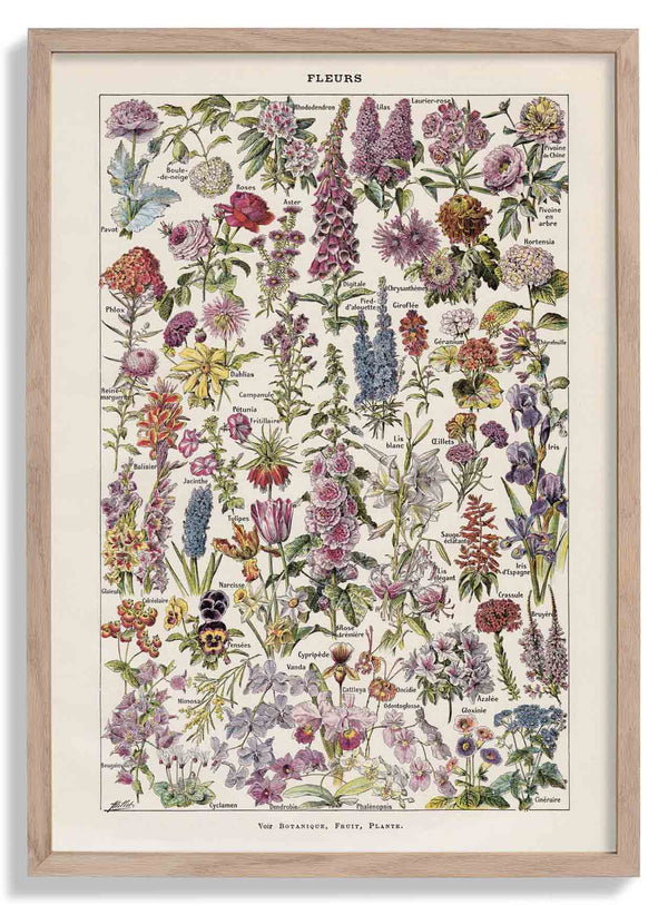 Fleur, the classic Vintage Flowers by Adolphe Millot