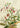 Flowers Pictufy by Pictufy - Kuriosis Fine Art GmbH