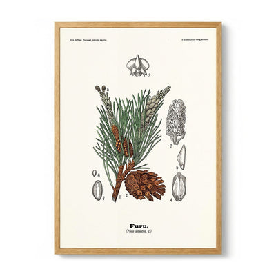 Furu - Pinus silvestris L. von Olaf Alfred Hoffstad