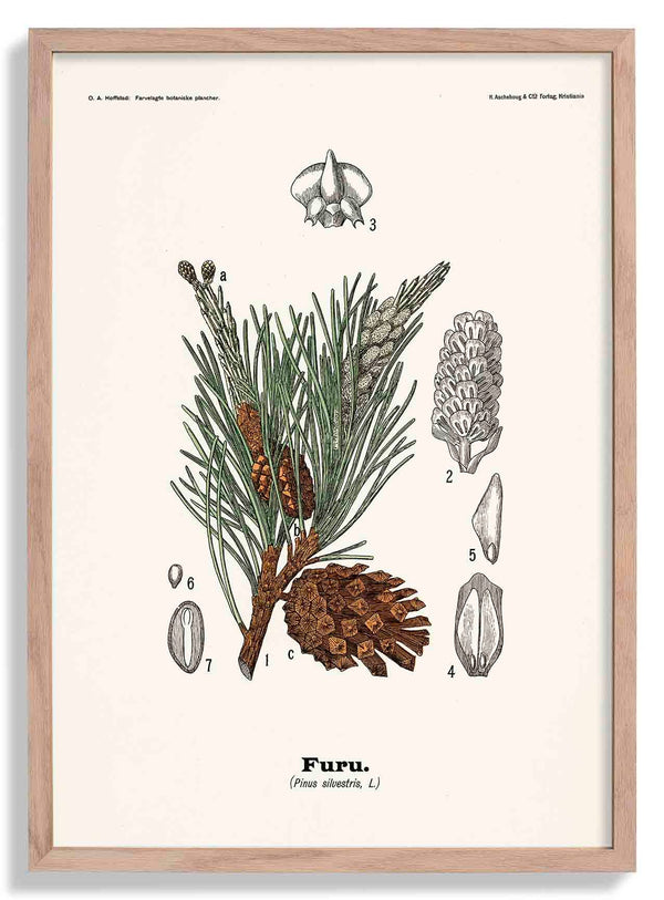 Furu - Pinus silvestris L. von Olaf Alfred Hoffstad