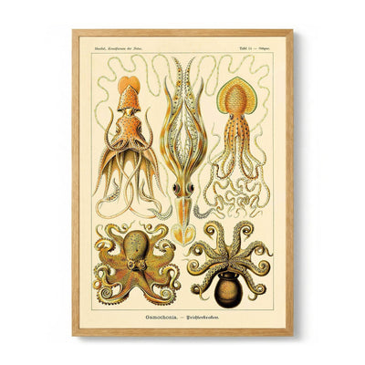 Gamochonia door Ernst Haeckel