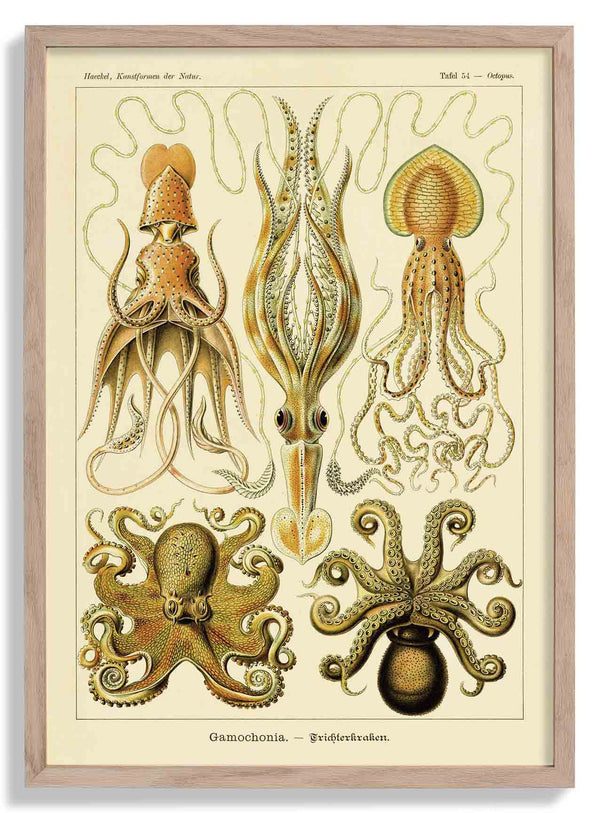 Gamochonia by Ernst Haeckel
