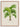 Grisebachia Belmoreana Palm Tree Art Print - Kuriosis Fine Art GmbH