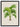 Grisebachia Belmoreana Palm Tree Art Print - Kuriosis Fine Art GmbH