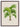 Grisebachia Belmoreana Palm Tree Art Print - Kuriosis Fine Art GmbH