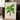 Grisebachia Belmoreana Palm Tree Art Print - Kuriosis Fine Art GmbH