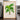 Grisebachia Belmoreana Palm Tree Art Print - Kuriosis Fine Art GmbH