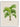 Grisebachia Belmoreana Palm Tree Art Print - Kuriosis Fine Art GmbH