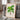 Grisebachia Belmoreana Palm Tree Art Print - Kuriosis Fine Art GmbH