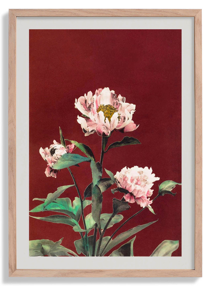 Hærdaceous Peony by Ogawa Kazumasa - Kuriosis Fine Art GmbH