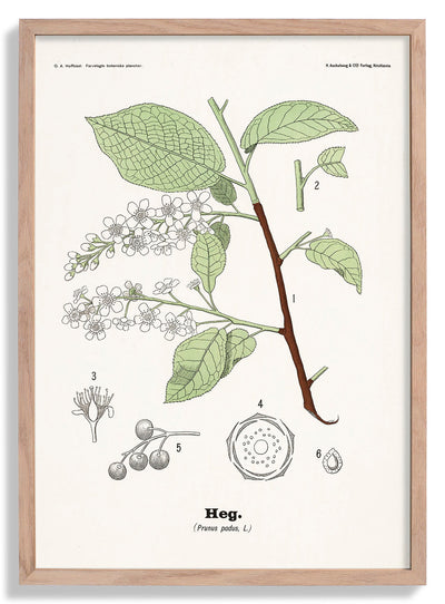 Heg - Prunus padus L. by Olaf Alfred Hoffstad