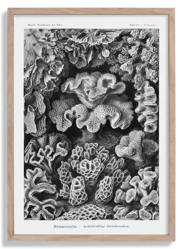 Hexacoralla I von Ernst Haeckel