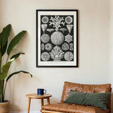 Hexacoralla II by Ernst Haeckel - Kuriosis Fine Art GmbH