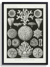 Hexacoralla II by Ernst Haeckel - Kuriosis Fine Art GmbH
