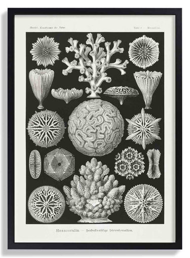 Hexacoralla II by Ernst Haeckel - Kuriosis Fine Art GmbH