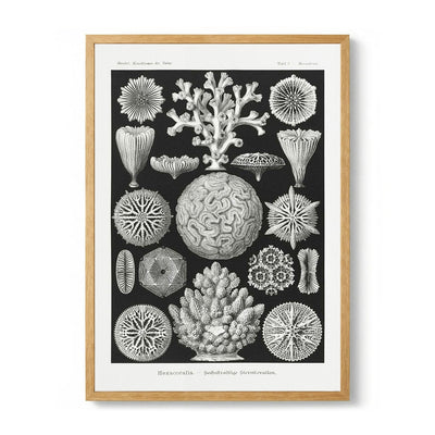 Hexacoralla II von Ernst Haeckel