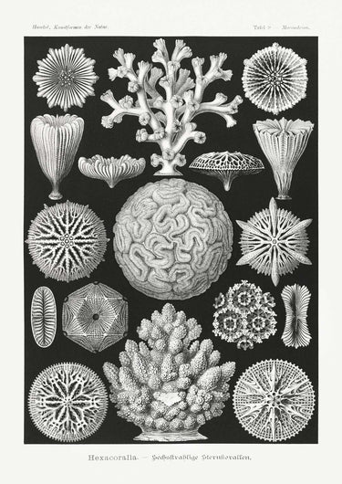 Hexacoralla II by Ernst Haeckel - Kuriosis Fine Art GmbH