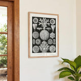 Hexacoralla II by Ernst Haeckel - Kuriosis Fine Art GmbH