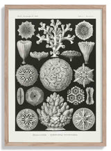 Hexacoralla II by Ernst Haeckel - Kuriosis Fine Art GmbH