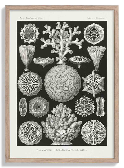 Hexacoralla II by Ernst Haeckel