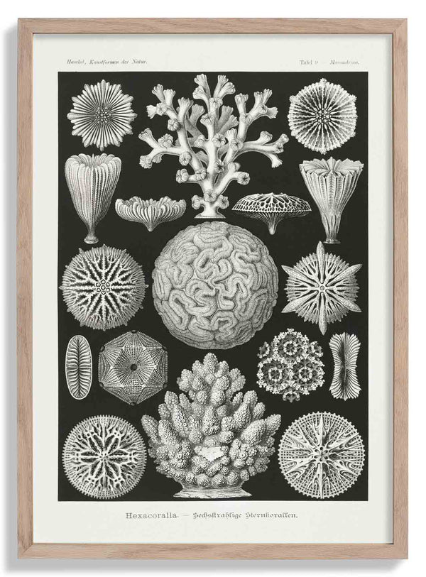 Hexacoralla II von Ernst Haeckel