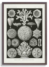 Hexacoralla II by Ernst Haeckel - Kuriosis Fine Art GmbH