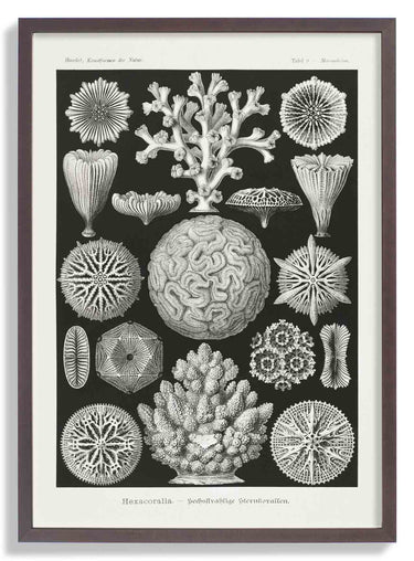 Hexacoralla II by Ernst Haeckel - Kuriosis Fine Art GmbH