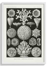 Hexacoralla II by Ernst Haeckel - Kuriosis Fine Art GmbH
