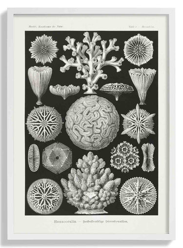 Hexacoralla II by Ernst Haeckel - Kuriosis Fine Art GmbH