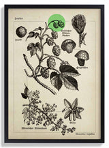 Hops - Kuriosis Fine Art GmbH