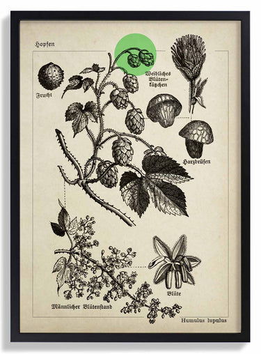 Hops - Kuriosis Fine Art GmbH