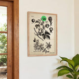 Hops - Kuriosis Fine Art GmbH