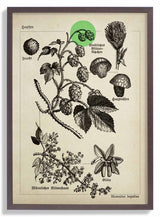 Hops - Kuriosis Fine Art GmbH