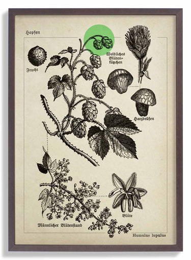 Hops - Kuriosis Fine Art GmbH