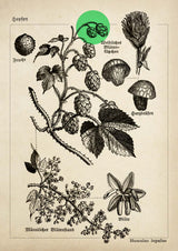 Hops - Kuriosis Fine Art GmbH