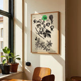 Hops - Kuriosis Fine Art GmbH