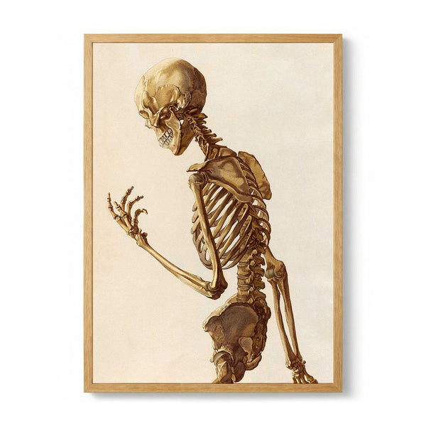 Human Skeleton