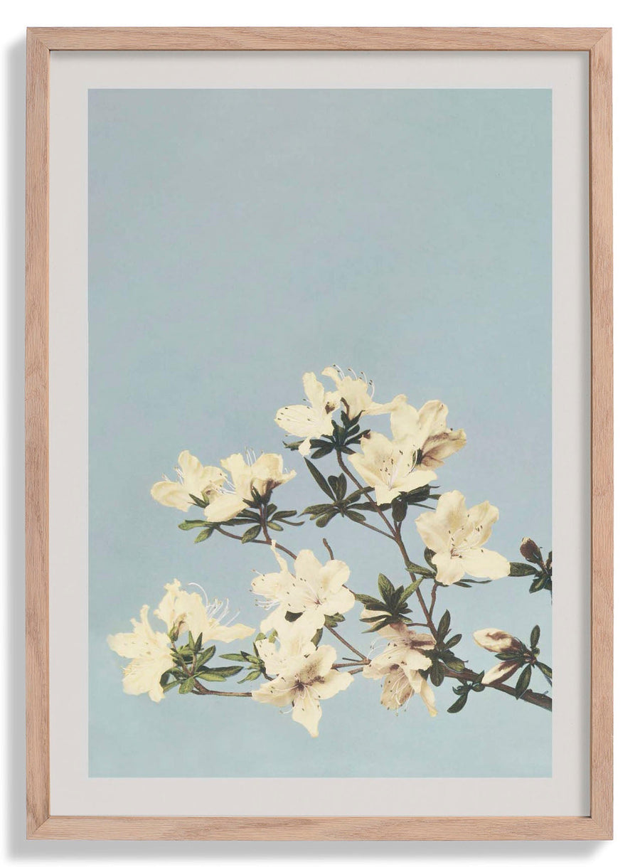 Japanese Azaleas by Ogawa Kazumasa - Kuriosis Fine Art GmbH