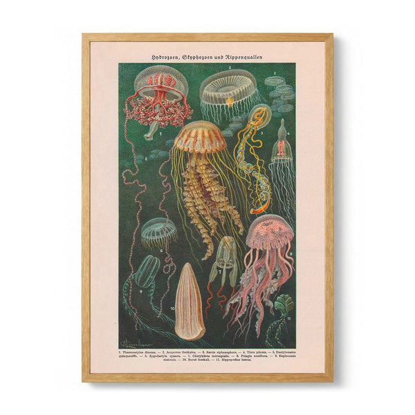 Jellyfishes