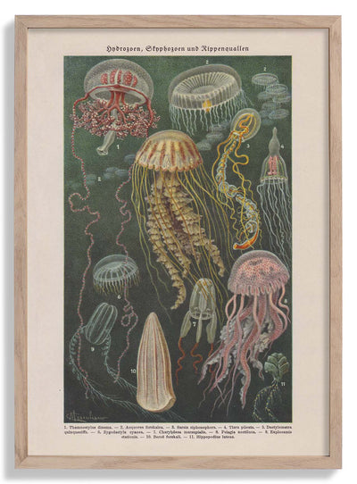 Jellyfishes
